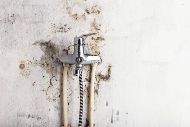 Best Mold Damage Repair  in Reynolds Heights, PA