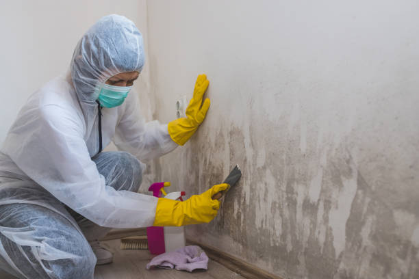 Best Residential Mold Removal  in Reynolds Heights, PA