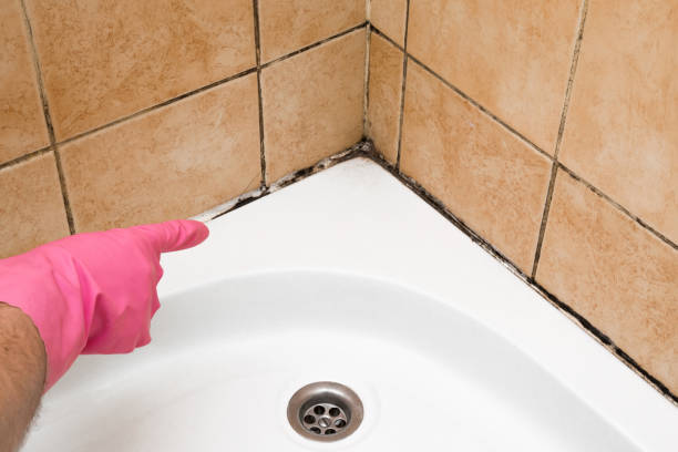 Best Commercial Mold Removal  in Reynolds Heights, PA